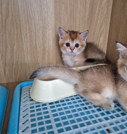 แมวมันช์กิ้นขาสั้น (Munchkin Short-Leg Cat) รูปที่ 7