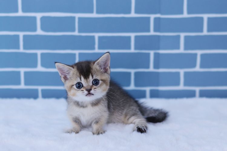 แมวมันช์กิ้นขาสั้น (Munchkin Short-Leg Cat) รูปที่ 2