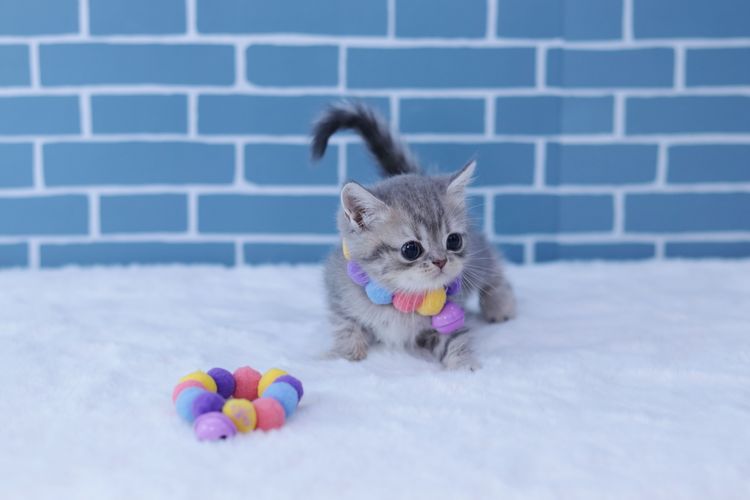 แมวมันช์กิ้นขาสั้น (Munchkin Short-Leg Cat) รูปที่ 3