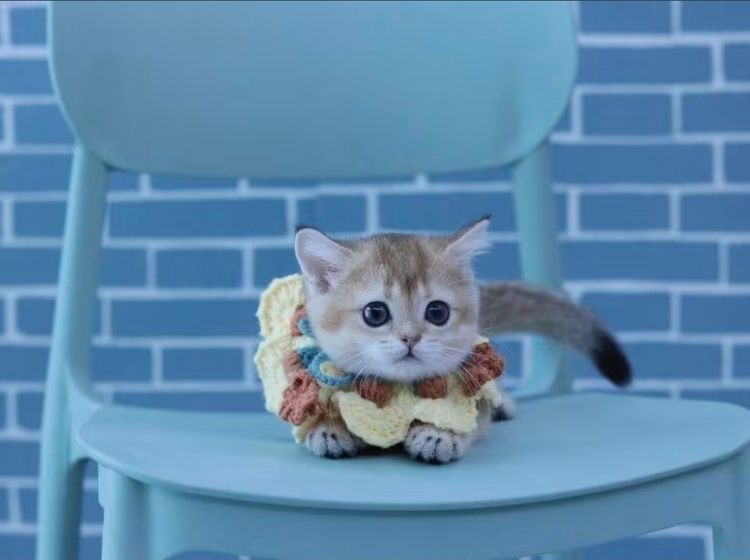 แมวมันช์กิ้นขาสั้น (Munchkin Short-Leg Cat)
