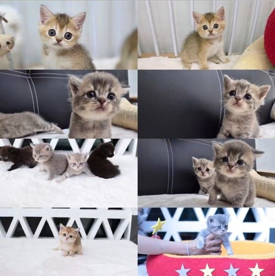 แมวมันช์กิ้นขาสั้น (Munchkin Short-Leg Cat) รูปที่ 9