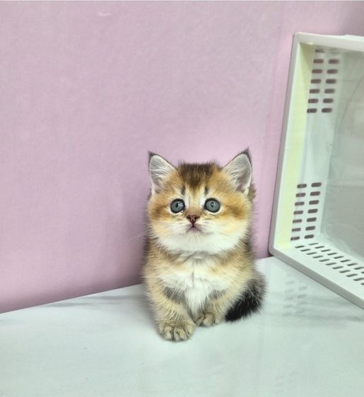 แมวมันช์กิ้นขาสั้น (Munchkin Short-Leg Cat) รูปที่ 8