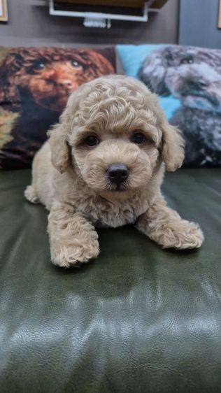 Poodle Toy Female Age 2 Months