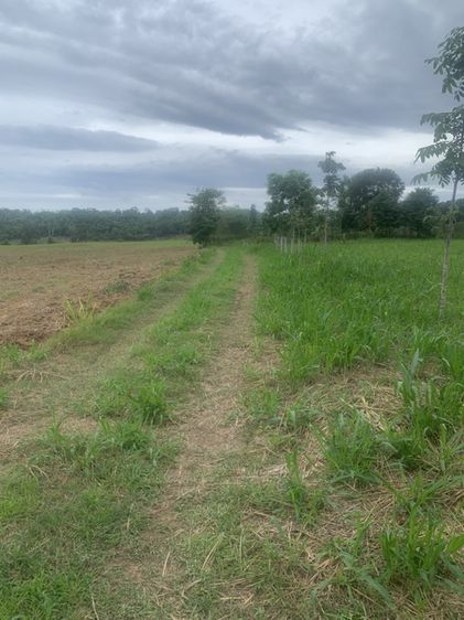 ขายที่ดิน