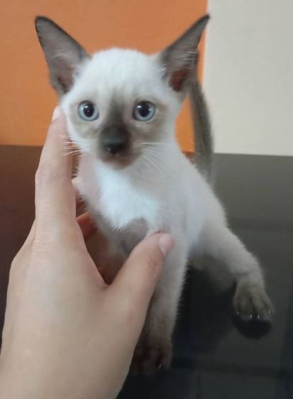 วิเชียรมาศ (Siamese Cat) แมวไทยวิเชียรมาศพันธุ์แท้