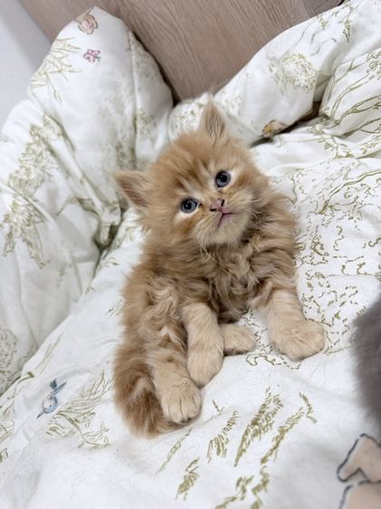 เปอร์เซีย (Persian) เปอร์เซียแท้