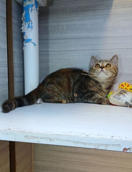 สก็อตติช โฟลด์ (Scottish Fold) แมวสก้อตติชผสมแมวเปอร์เซีย เพศเมีย สนใจถามก่อนได้คะ