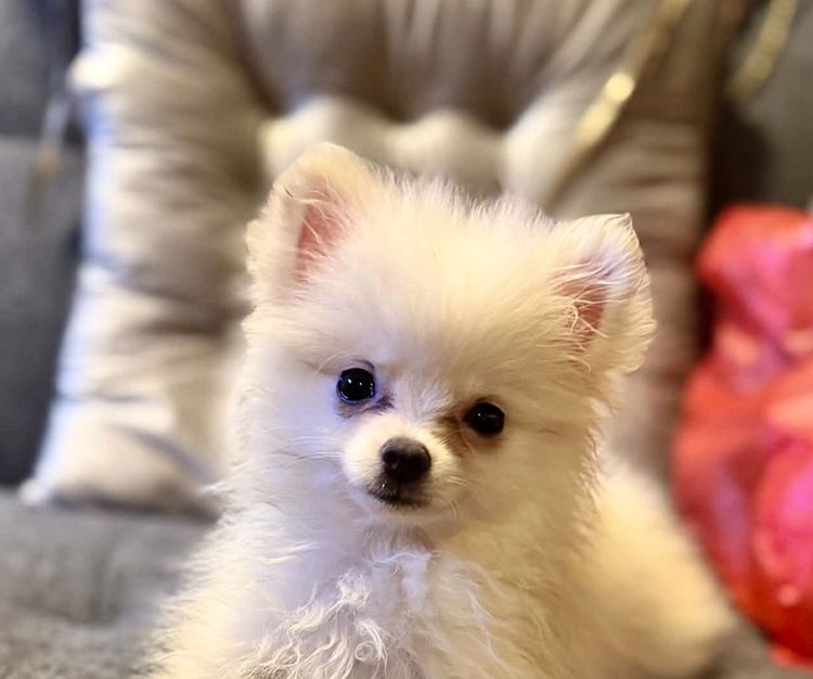 น้องปอมทีคัพ อายุ 3 เดือน ทำวัคซีนรวมแล้ว  เพศผู้กับเพศเมีย น่ารกวัยกำลังซน