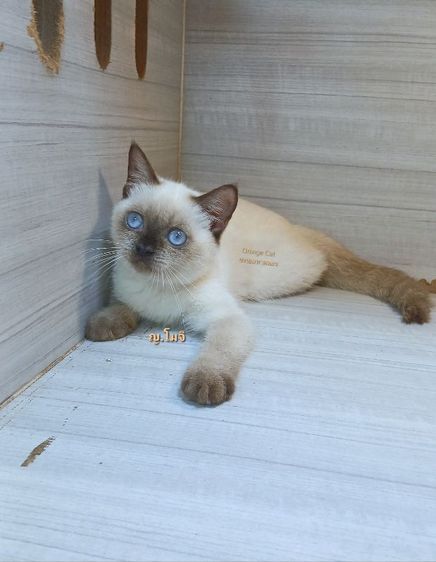 สก็อตติช โฟลด์ (Scottish Fold) แมวสก้อตติช แมวเห็ด แมวหน้าไหม้ เพศเมีย อายุ3เดือนครึ่งคะวัคซีนแล้ว1เข็มก่อนย้ายตรวจหัดแมวฟรีรับประกันเอดส์แมวกับรูคีเมียคะ