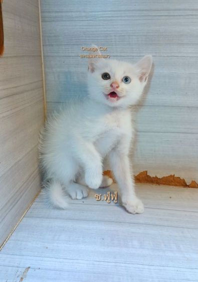 อื่นๆ แมวขาวตาสองสี เพศผู้ ก่อนย้ายตรวจหัดแมวฟรีรับประกันเอดส์แมวกับรูคีเมียคะ