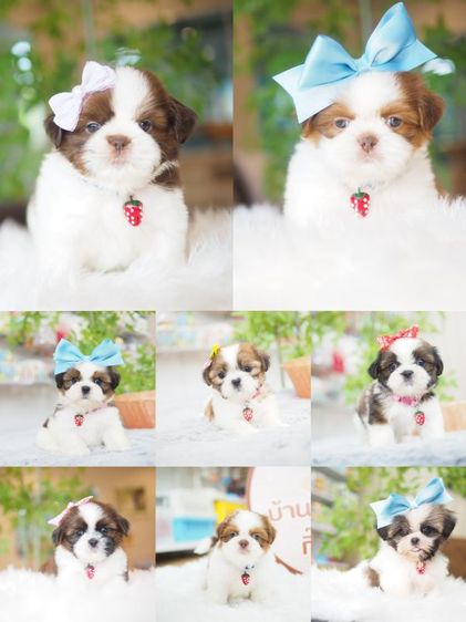 ชิสุ (Shih Tzu) เล็ก ชิสุ