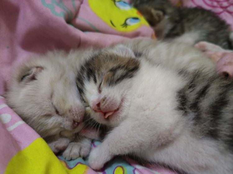 เบงกอล (Bengal House Cat) แมวเบงกอล-excotic