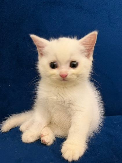 สก็อตติช โฟลด์ (Scottish Fold) สก๊อตติส