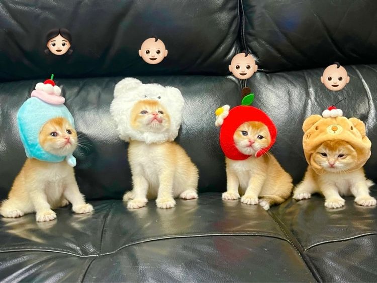 บริติช ชอร์ตแฮร์ (British Shorthair) BritishShothair 