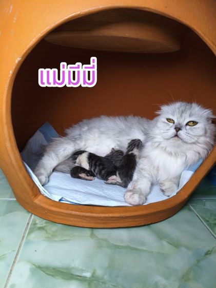 ด.ช.สก็อตติช 7 เดือน รูปที่ 3