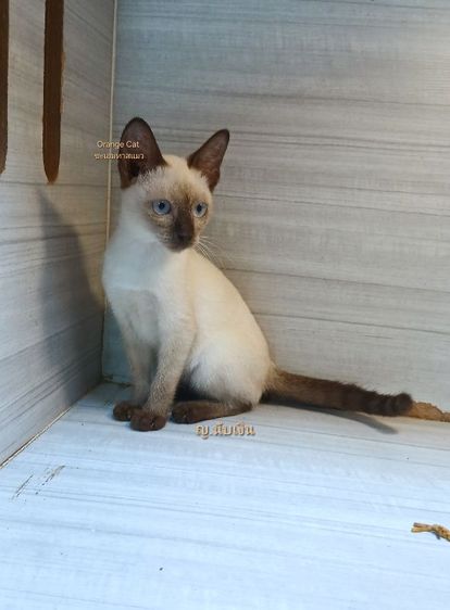 วิเชียรมาศ (Siamese Cat) แมววิเชียรมาศ เพศเมียคะวัคซีนแล้ว1เข็มก่อนย้ายตรวจหัดแมวฟรีรับประกันเอดส์แมวกับรูคีเมียคะ