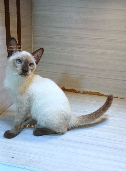 วิเชียรมาศ (Siamese Cat) แมววิเชียรมาศ อายุ3เดือน คะวัคซีนแล้ว1เข็มก่อนย้ายตรวจหัดแมวฟรีรับประกันเอดส์แมวกับรูคีเมียคะ