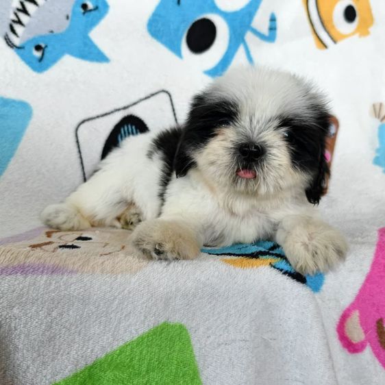 ชิสุแท้ รูปที่ 4