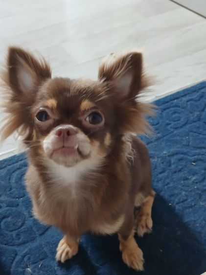 ชิวาวา (Chihuahua) เล็ก ชิวาว่า