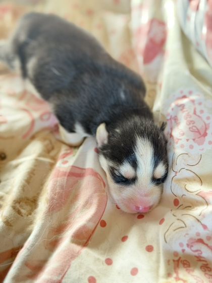 ลูกไซบีเรียน รูปที่ 4