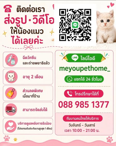 มันช์กิ้นขาสั้น (Munchkin Short Leg) 🐱💕 รูปที่ 5