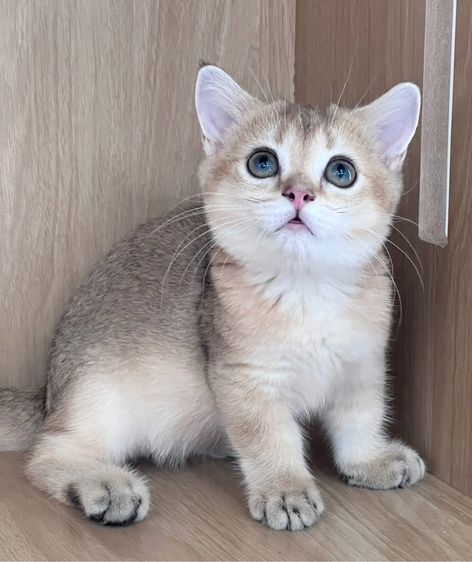 มันช์กิ้นขาสั้น (Munchkin Short Leg) 🐱💕