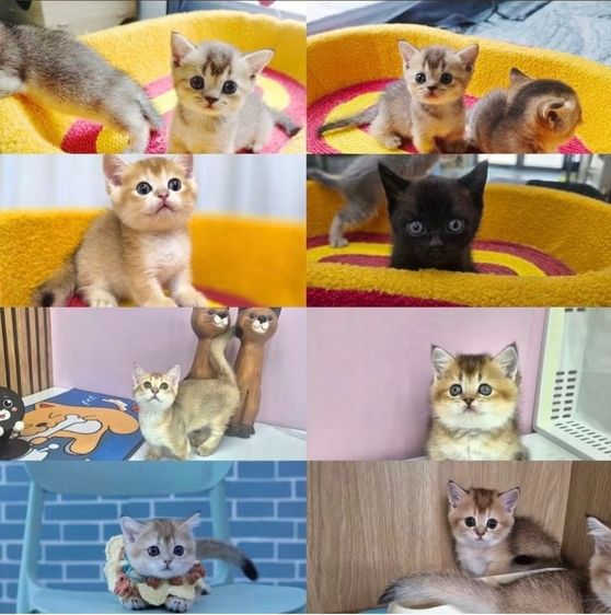 มันช์กิ้นขาสั้น (Munchkin Short Leg) 🐱💕 รูปที่ 6