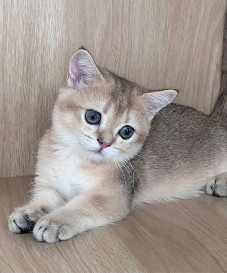 มันช์กิ้นขาสั้น (Munchkin Short Leg) 🐱💕 รูปที่ 2