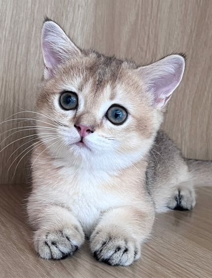 มันช์กิ้นขาสั้น (Munchkin Short Leg) 🐱💕 รูปที่ 3