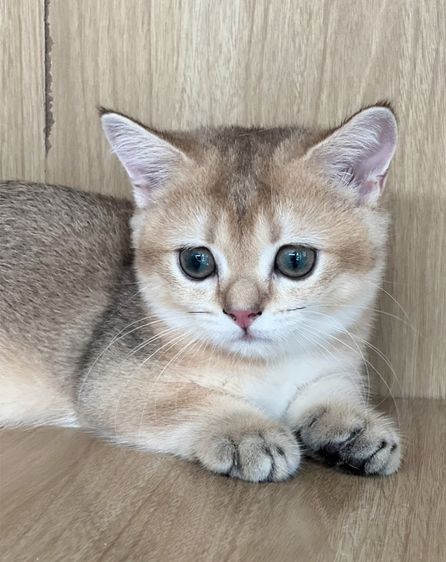 มันช์กิ้นขาสั้น (Munchkin Short Leg) 🐱💕 รูปที่ 4