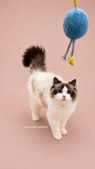 แร็กดอลล์ (Ragdoll) น้องโจโจ้