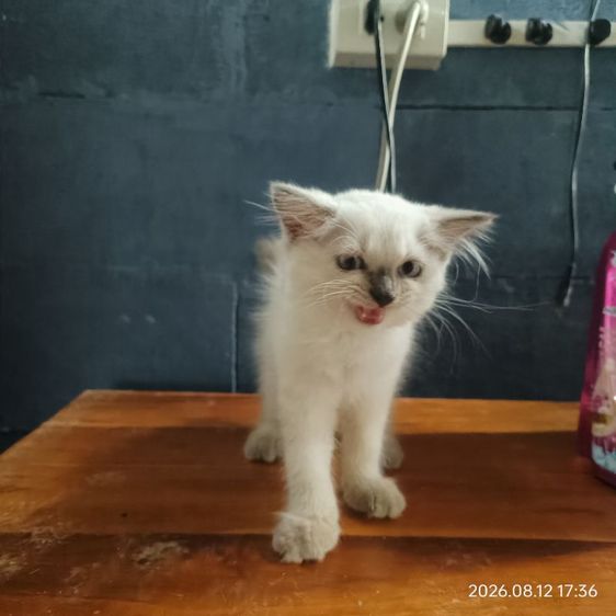 สก็อตติช โฟลด์ (Scottish Fold) สก็อตติชสีบลูพ้อยท์