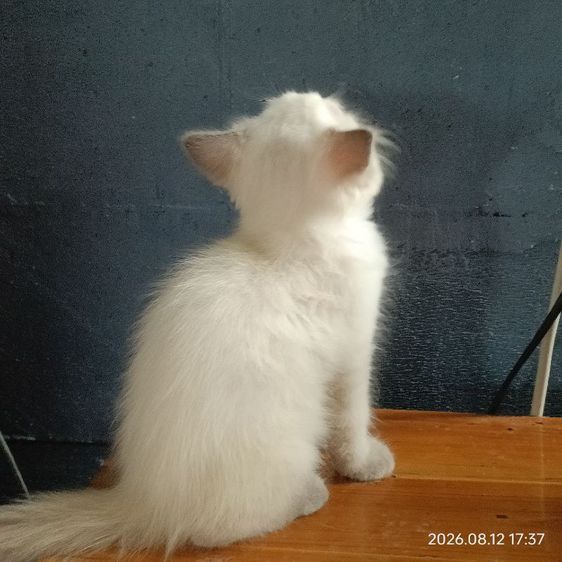 สก็อตติชสีบลูพ้อยท์ รูปที่ 5