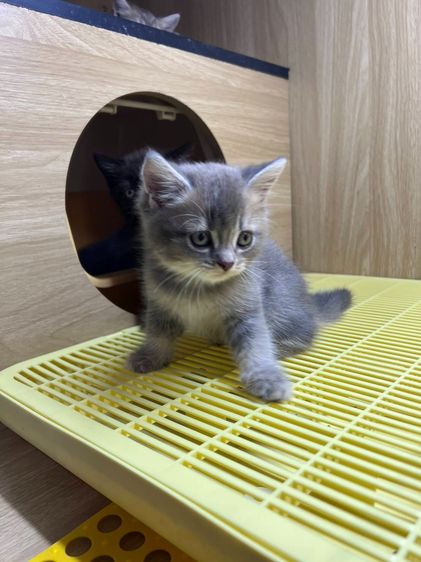 British Shorthair  รูปที่ 3