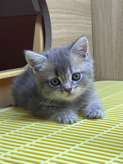 บริติช ชอร์ตแฮร์ (British Shorthair) British Shorthair 