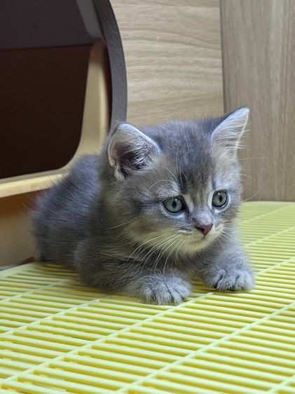 British Shorthair  รูปที่ 2