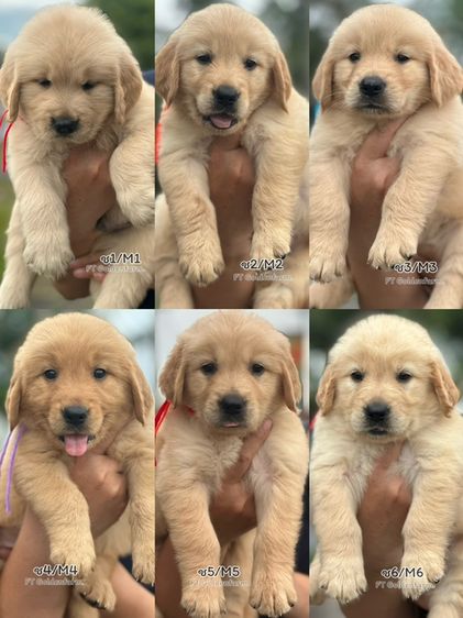 โกลเด้นรีทรีฟเวอร์ (Golden Retriever) เล็ก โกลเด้นรีทีฟเวอร์แท้ ฟอร์มสวย แอดไลน์รูปสุดท้าย
