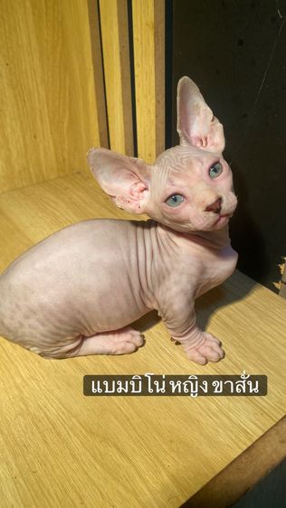 แมวสฟ
