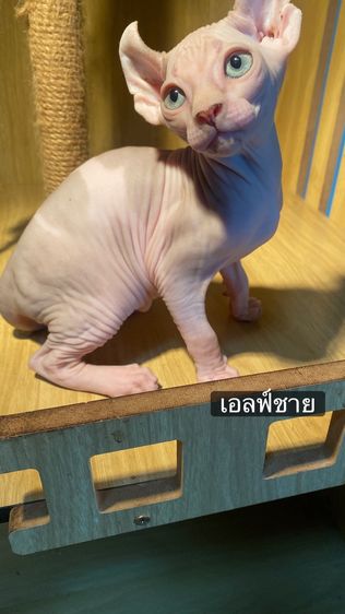 แมวสฟ รูปที่ 3