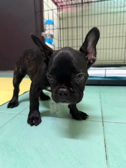 เฟรนช์ บูลด็อก (French Bulldog) เล็ก เฟรนบลูด๊อก