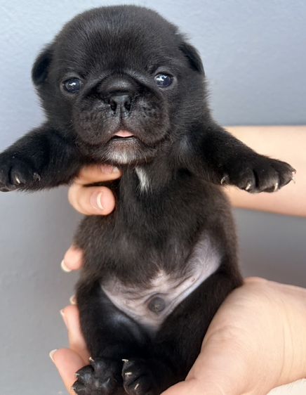 ปั๊ก (Pug) กลาง ปั๊ก