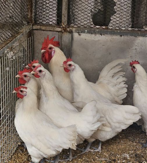 พ่อแม่พันธุ์ไก่เบรส รูปที่ 2