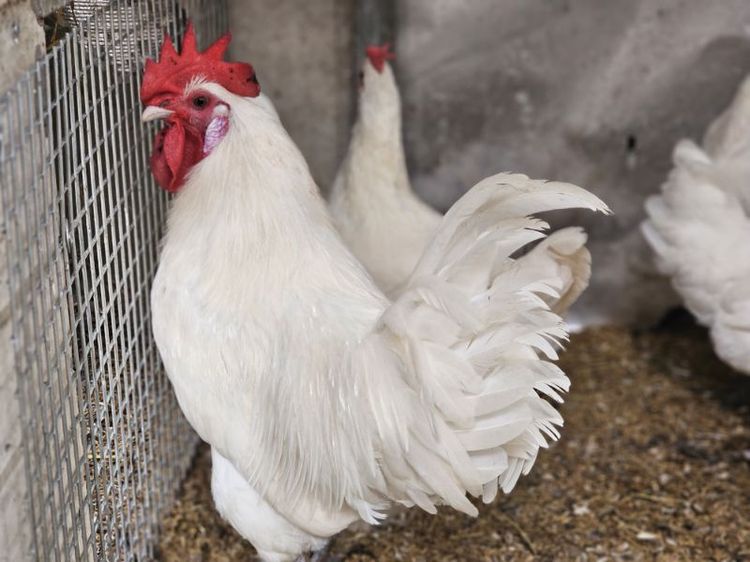 พ่อแม่พันธุ์ไก่เบรส