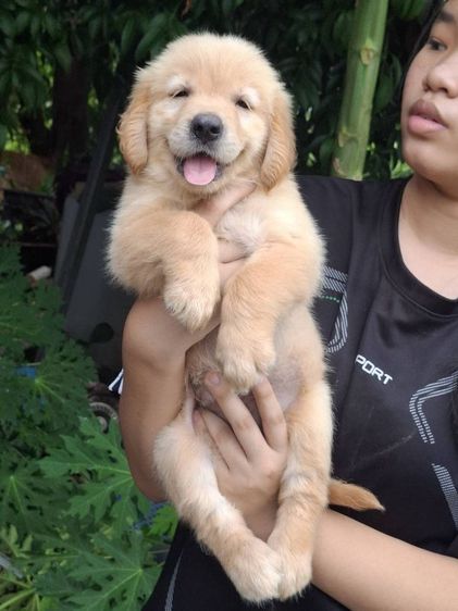 โกลเด้น เมีย วัคซีนแล้วใหญ่ๆ รูปที่ 2