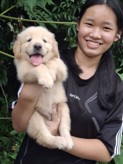 โกลเด้นรีทรีฟเวอร์ (Golden Retriever) โกลเด้น เมีย วัคซีนแล้วใหญ่ๆ