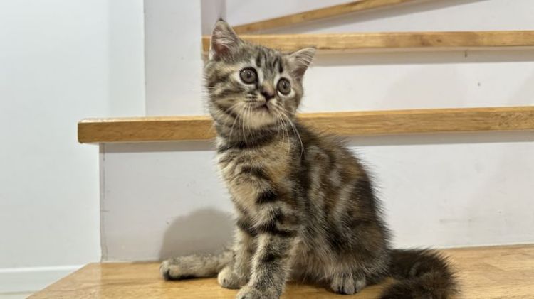 สก็อตติช โฟลด์ (Scottish Fold) เด็กหญิง สก๊อตติช สีเปอะ น่ารักขี้อ้อน