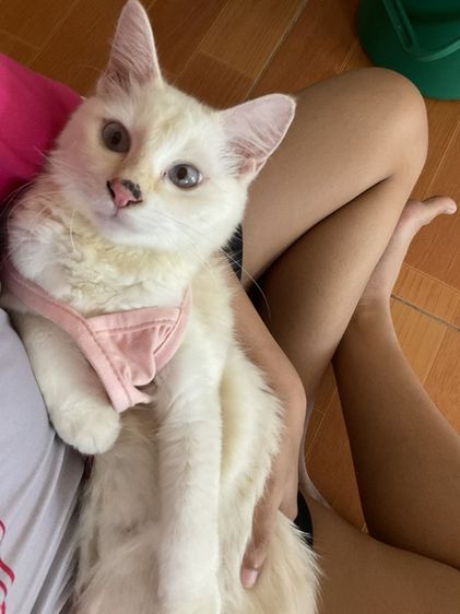 แมวขาวมณีผสมเปอร์เชีย