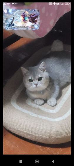 มันช์กิ้น (Munchkin) ชายมันช์กิ้น