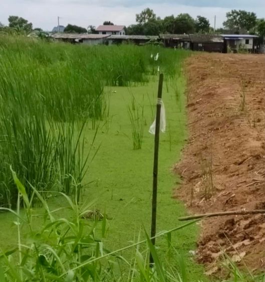 ที่ดิน วังน้อย อยุธยา รูปที่ 2