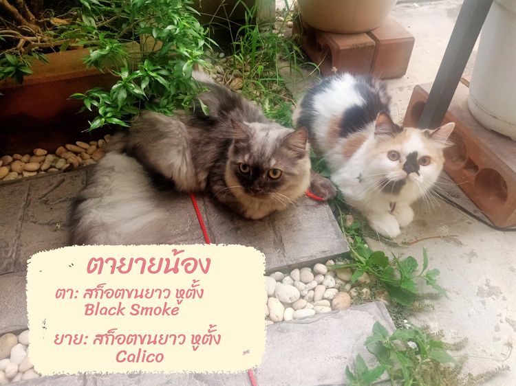 ลูกแมวสก็อตติชแท้ โล๊ะด่วน (คนเลี้ยงขายเอง) รูปที่ 5